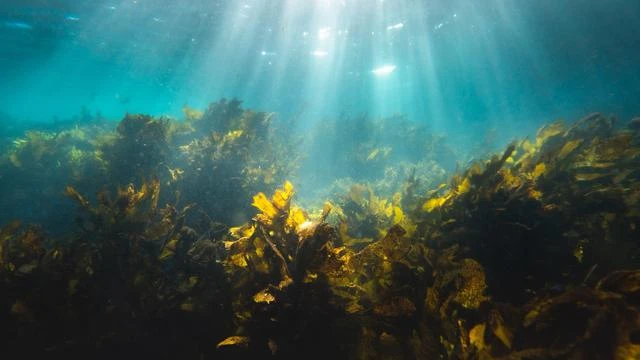 Terbesar di Dunia, Luas Habitat Rumput Laut Indonesia Capai 1,2 juta Ha