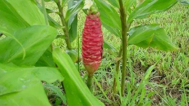 Dikenal Sebagai Tanaman Makanan Ular, Ini Khasiat Tanaman Lempuyang Bagi Kesehatan