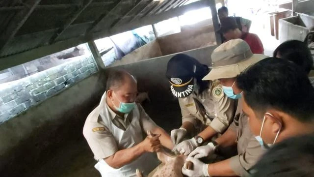 Populasi Babi di Sulut Tinggi, Awas African Swine Fever