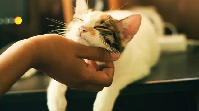 Cegah Cacingan pada Hewan Peliharaan, Tak Cukup Hanya dengan Obat