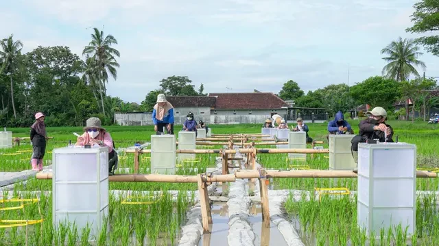 Banyuwangi Kembangkan Beras Bernutrisi 
