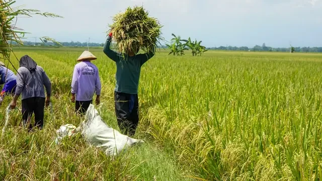 Ini 7 Daerah Penghasil Padi Terbesar di Jawa Timur dan Tingkat Produksinya