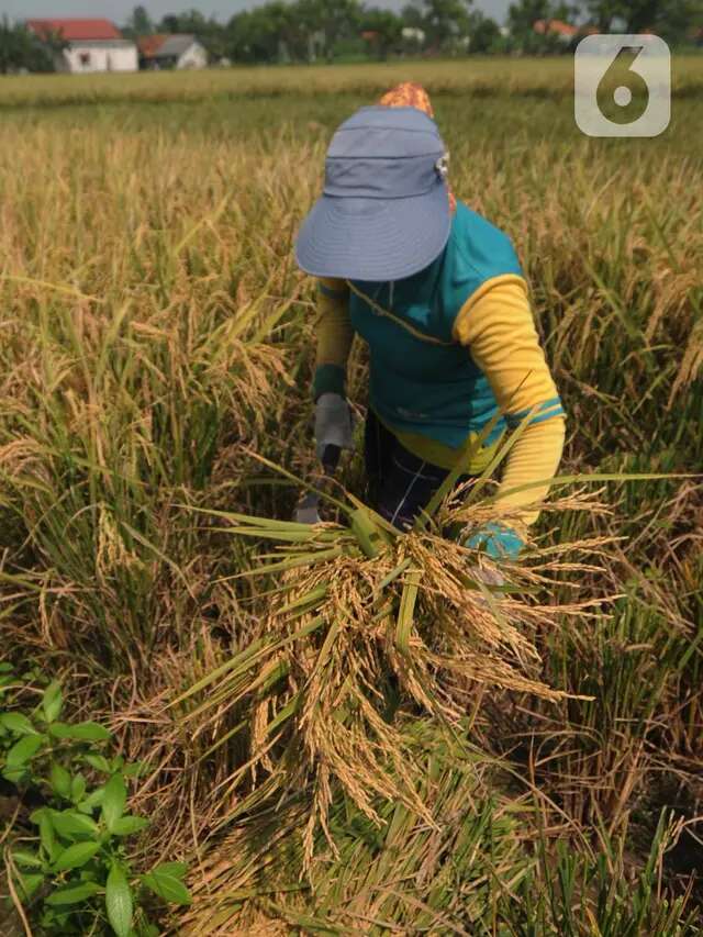 Preman Giling Diduga Ambil Untung Rp 250 per Kg, Harga Beras Jadi Mahal