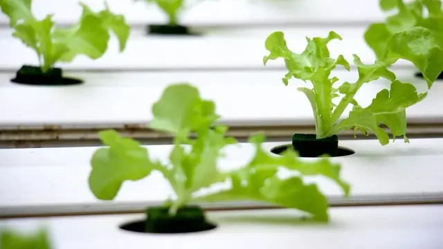 10 Rekomendasi Tanaman Hidroponik untuk Kebun Sayur Belakang Rumah, Cuma Butuh Sedikit Rua...