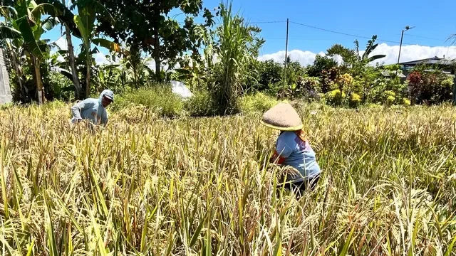 Dukung Swasembada Pangan Nasional, Banyuwangi Targetkan Produksi 800 Ribu Ton Beras