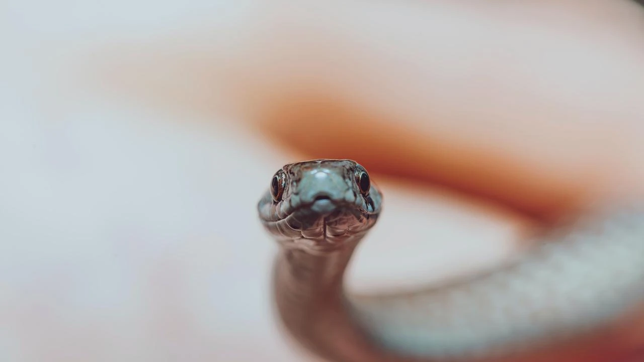 Kenapa Ular Bisa Masuk Mesin Cuci di Rumah Anda? Ini Alasannya