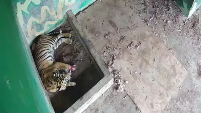 Kisah Tragis Harimau Sumatra di Jambi: Tiga Jari Cakar Putus, Mampukah Bertahan di Alam Li...
