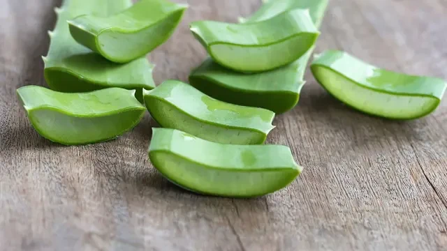 Lidah Buaya Tidak Lagi Sekadar Herbal: Ini Alasan Ilmiah Kenapa Kualitasnya Harus Terjamin