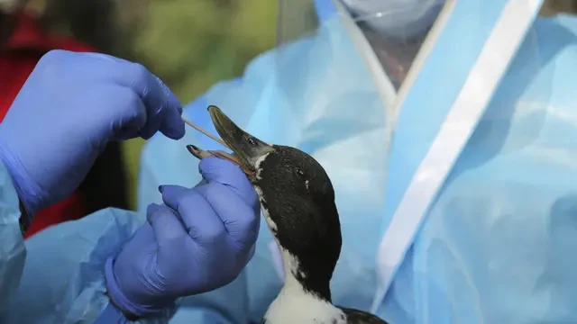 Kasus Flu Burung pada Manusia di India, WHO: Pasien Sempat Alami Gejala Gangguan Napas
