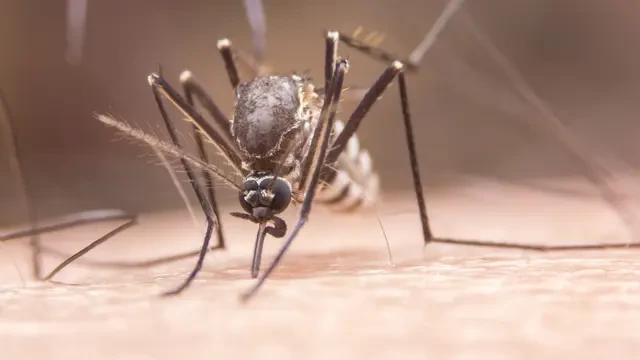 Kemenkes: Penyebaran Nyamuk Wolbachia Aman, Telah Lalui Penelitian Panjang