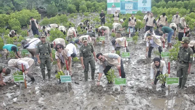 Mangrove Festival 2025 Dibuka di TN Alas Purwo, 41 Ribu Hektare Hutan Mangrove yang Rusak ...