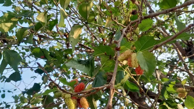 Daun Murbei Lebih dari Pakan Ulat Sutra, Punya Potensi Besar di Dunia Pengobatan
