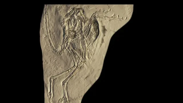 Terungkap, Dinosaurus Ada yang Bisa Terbang seperti Ayam!