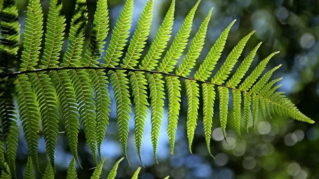9 Manfaat Daun Saga, Rahasia Herbal Tradisional untuk Kesehatan Optimal