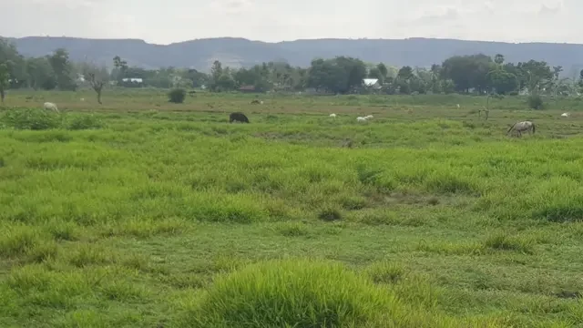 Pudduk: Napas Persaudaraan dari Tradisi Cium Hidung Sumba