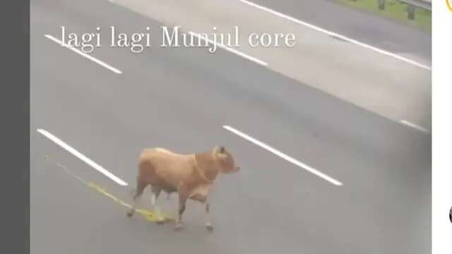 Sapi Kurban Lepas di Tol Jagorawi Jelang Iduladha, Disebut Mau Cari Rest Area