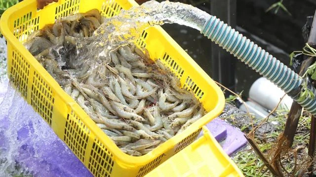 Bebas Bea Masuk, Indonesia Punya Peluang Kuasai Pasar Udang AS