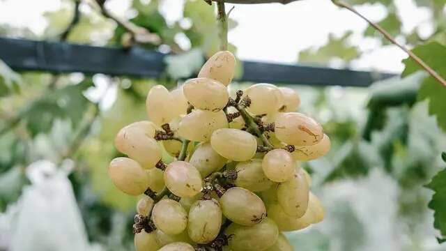 Trik Bersihkan Lapisan Lilin pada Buah Anggur, Hanya Tanpa Cuka dan Cuma Andalkan 2 Bahan