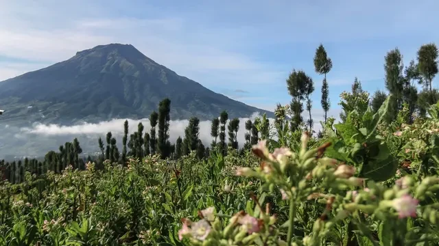 Daya Tarik The Sinsu Park, Tempat Wisata Cantik di Wonosobo