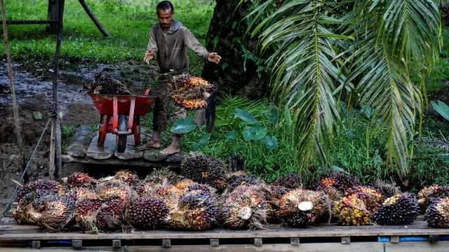 Luhut: Tidak Ada Penambahan Luasan Kebun Sawit di Indonesia