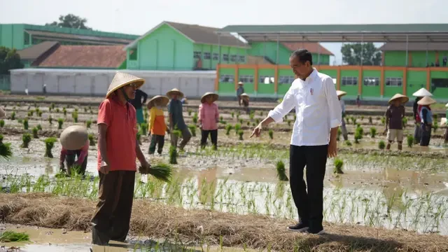 Presiden Jokowi Meninjau Lahan Percepatan Tanam Padi di Pekalongan