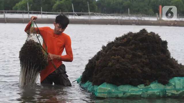 Prabowo Bakal Dorong Hilirisasi Rumput Laut, Bagaimana Caranya?