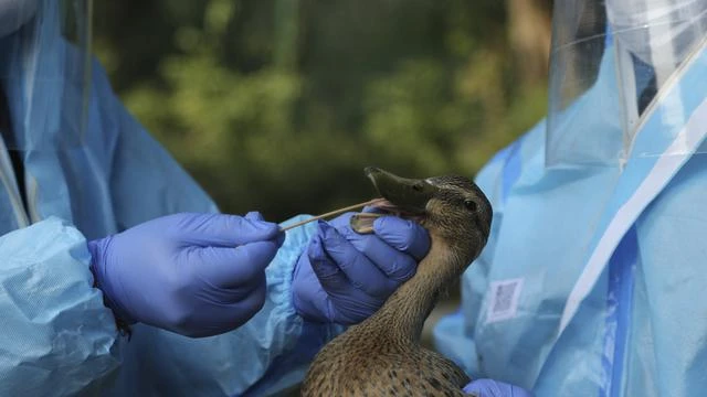 Muncul Kasus Flu Burung Baru di China H10N3, Seberapa Bahaya?