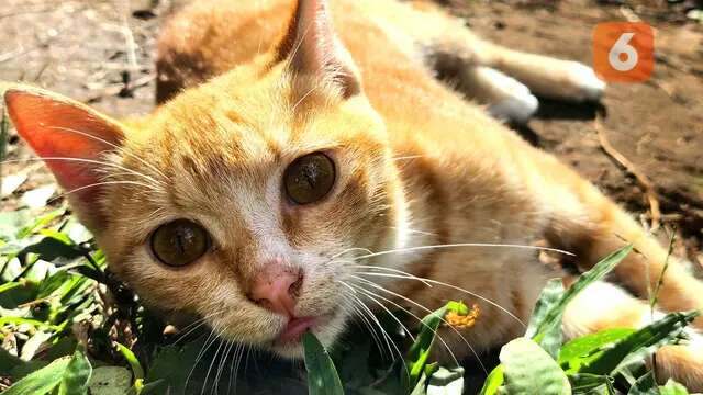 Dijilat atau Digigit Kucing Saat Shalat, Batalkah?