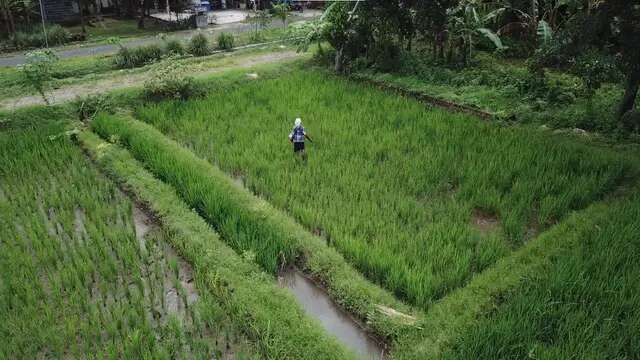 Peran Penting Petani Milenial Jaga Ketahanan Pangan Indonesia