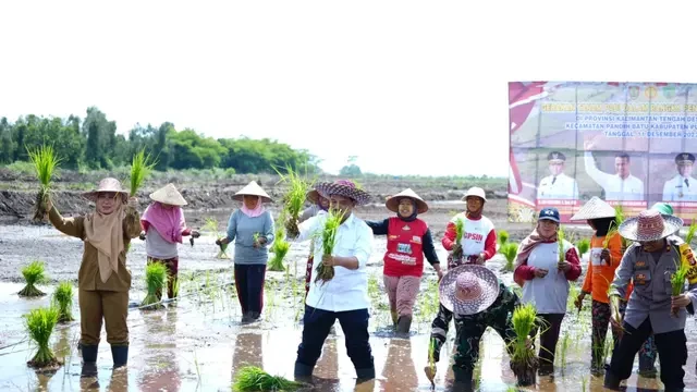 Optimis Produktivitas Terus Meningkat, Kementan Lakukan Percepatan Tanam di Pulang Pisau