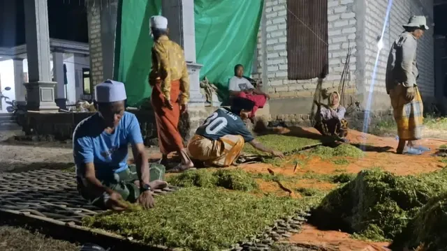 Petani Sampang Menjerit, Harga Tembakau Anjlok Akibat Anomali Cuaca