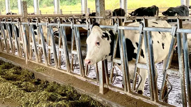 Ciri Mastitis pada Sapi Perah, Apa Dampaknya bagi Manusia?