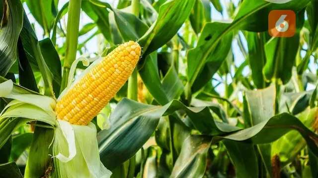 Produksi Jagung Tinggi, Impor Gandum untuk Pakan Ternak Bakal Diatur