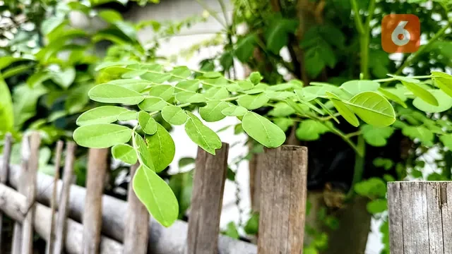 Balita di Gunung Kidul Santap Camilan yang Diperkaya Daun Kelor Selama 3 Bulan, Peneliti: ...