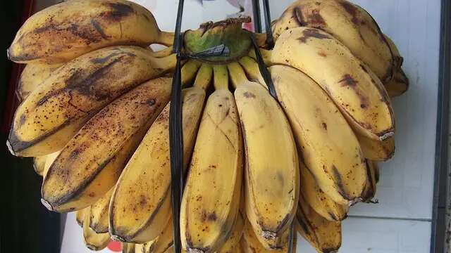 Cara Rebus Pisang Kepok di Rice Cooker, Hasil Tetap Kuning dan Matang Sempurna