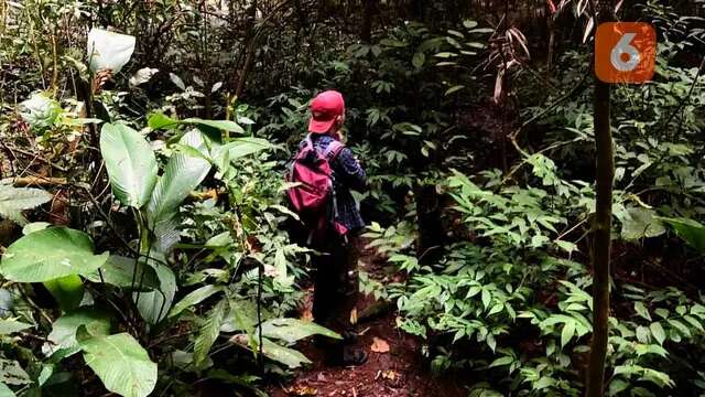 Forest Healing, Berbicara dengan Pohon hingga Memetik Bunga Liar untuk Redam Stres