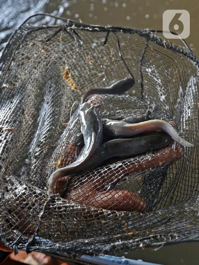 Cara Menghilangkan Lendir Ikan Lele dengan 3 Bahan Dapur, Bebas Bau Amis dan Lebih Bersih