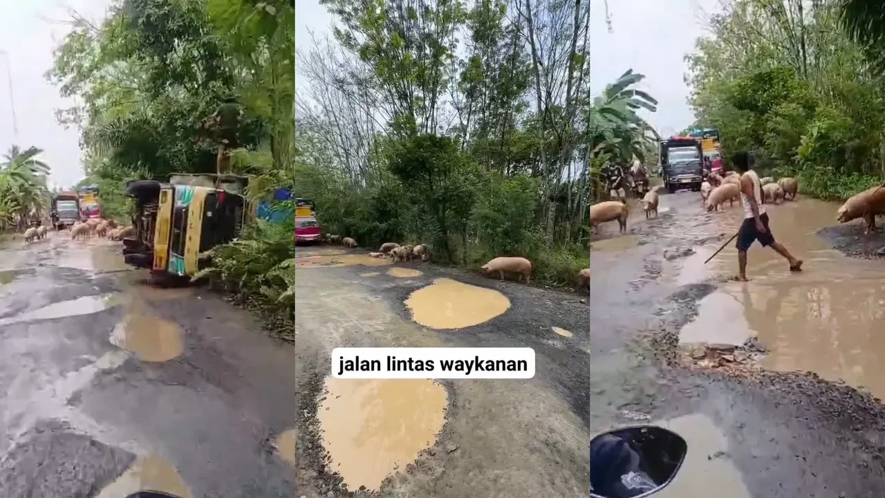 Viral Ratusan Babi Terguling dan Mandi Lumpur di Jalan