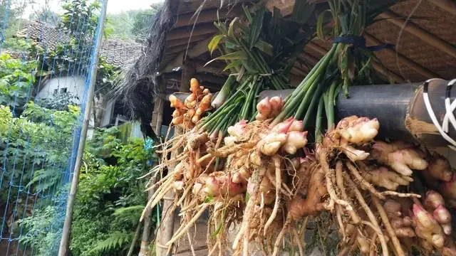 Kopi Jahe, Minuman Tradisional Betawi Kaya Rempah