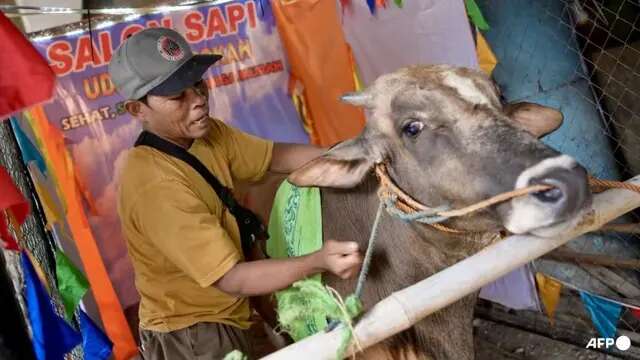 Mengenal Salon Sapi di Jakarta Utara, Bikin Hewan Kurban Rileks di Hari Raya Iduladha