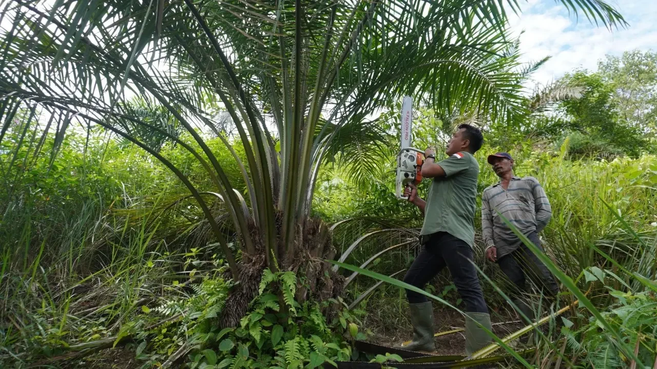 Ratusan Hektare Sawit Ilegal Menggerogoti Jantung Leuser