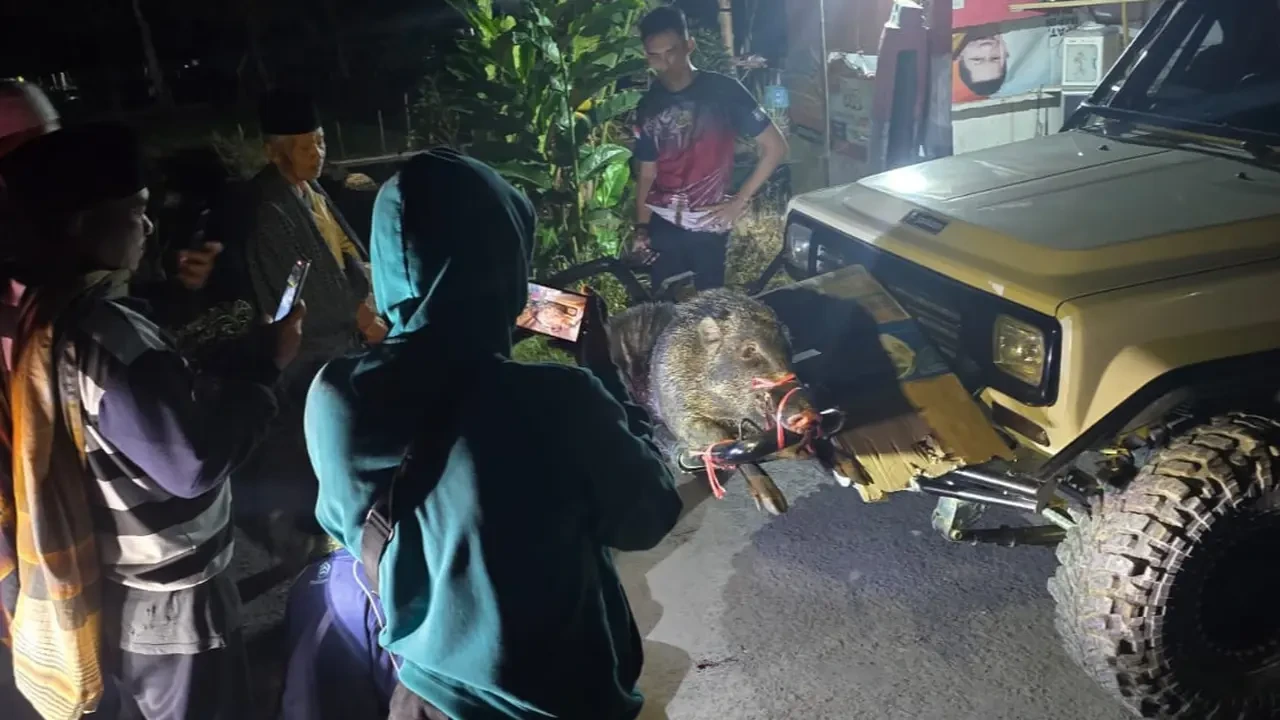 Akhir Teror Babi Cianjur yang Bikin Putus 2 Jari Warga