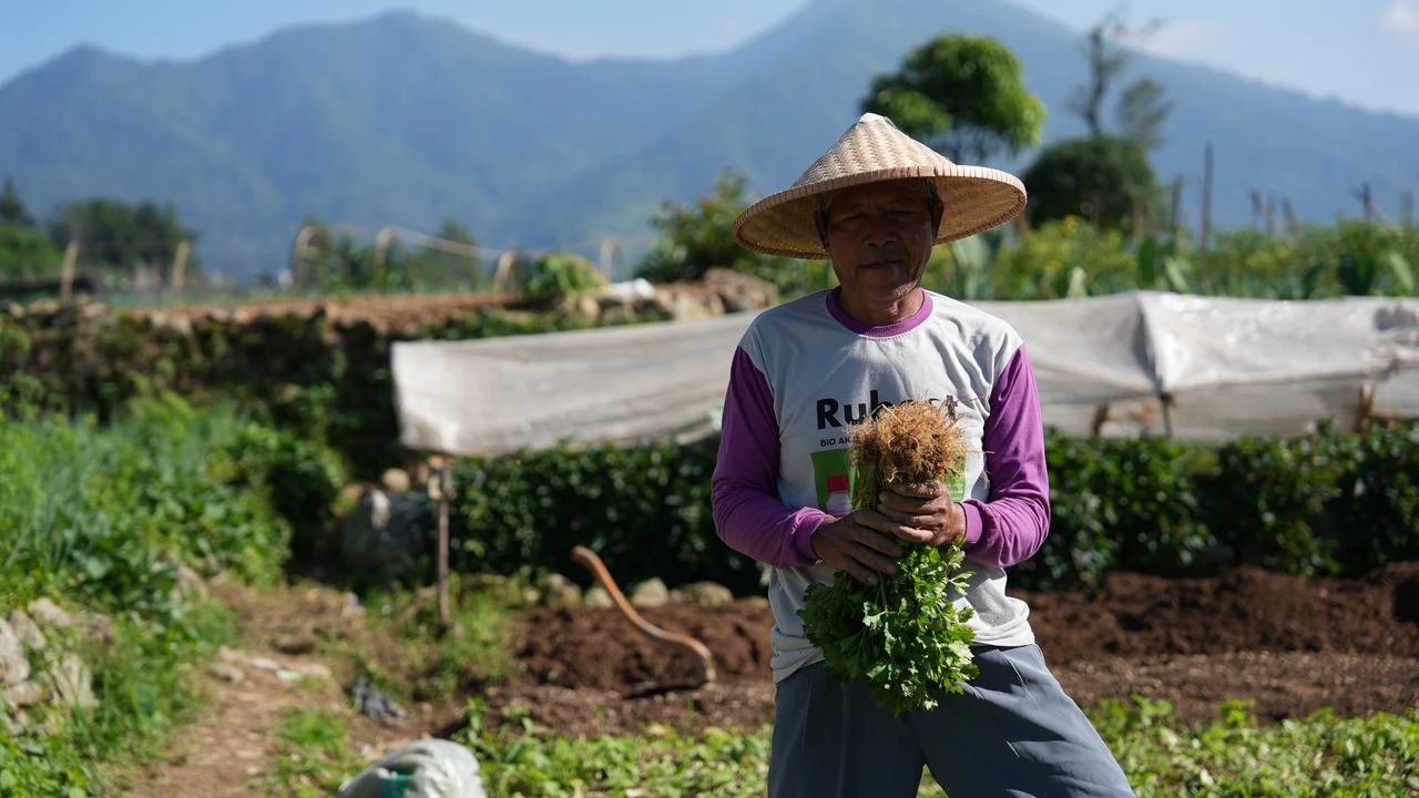 Program MBG Dongkrak Ekonomi Petani Sayur Cipanas, Bantu Modal hingga Penuhi Kebutuhan Kel...