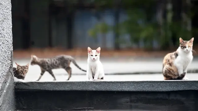 5 Cara Ampuh Mengusir Kucing Liar agar Tak Kembali ke Rumah