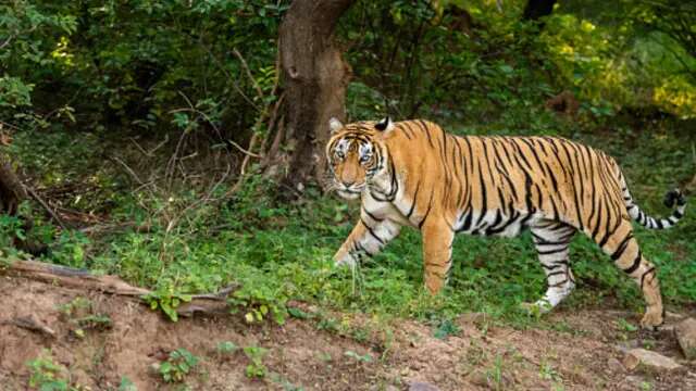 Petani di Lampung Barat Ditemukan Tewas Diduga Diserang Harimau