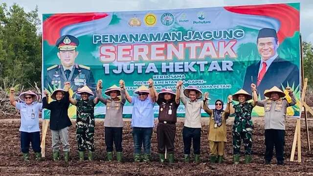 Bulog Kalteng Optimalkan Serapan Jagung Petani, Wujudkan Kemandirian Pangan