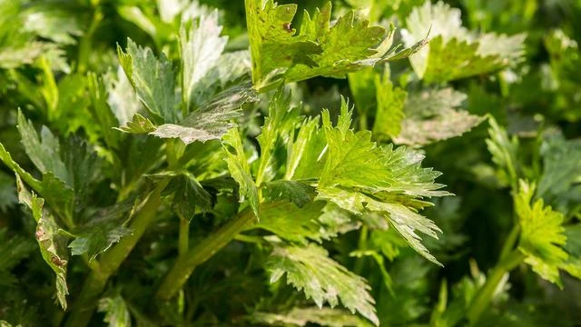 13 Manfaat Seledri untuk Kesehatan dan Cara Menyimpannya