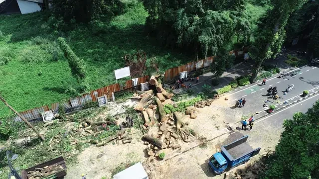 Penampakan Pohon Trembesi yang Tumbang di Dago, 3 Orang jadi Korban Luka