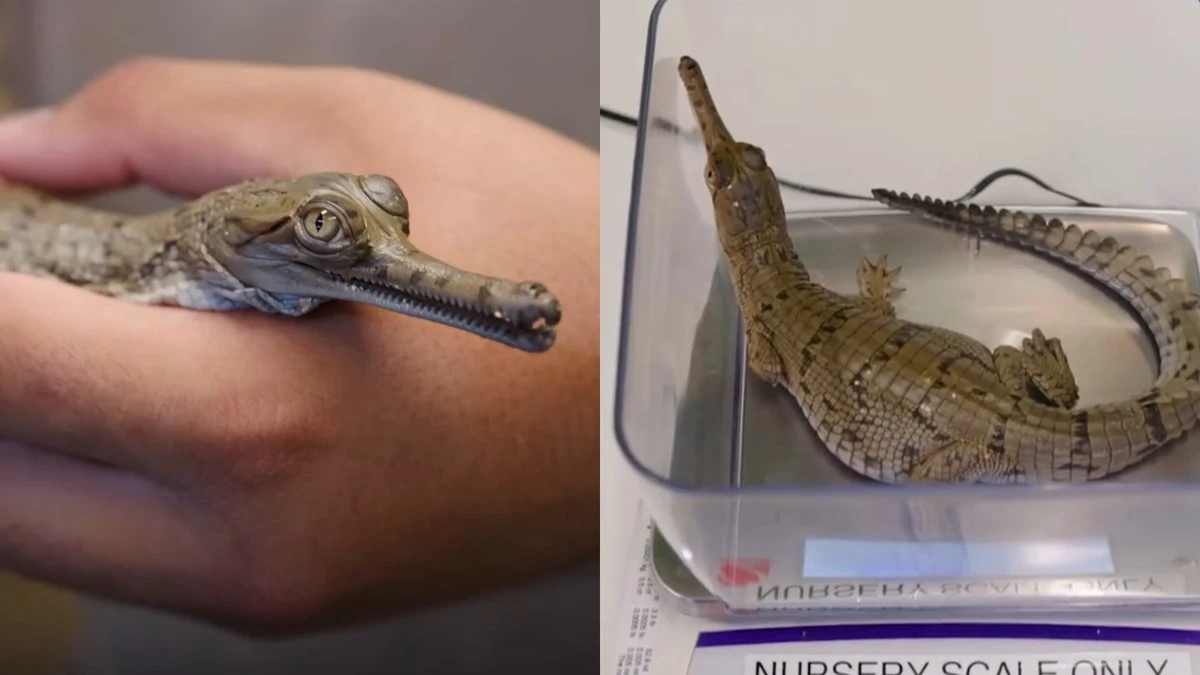 Zoológico recebe filhotes de crocodilo ameaçados de extinção