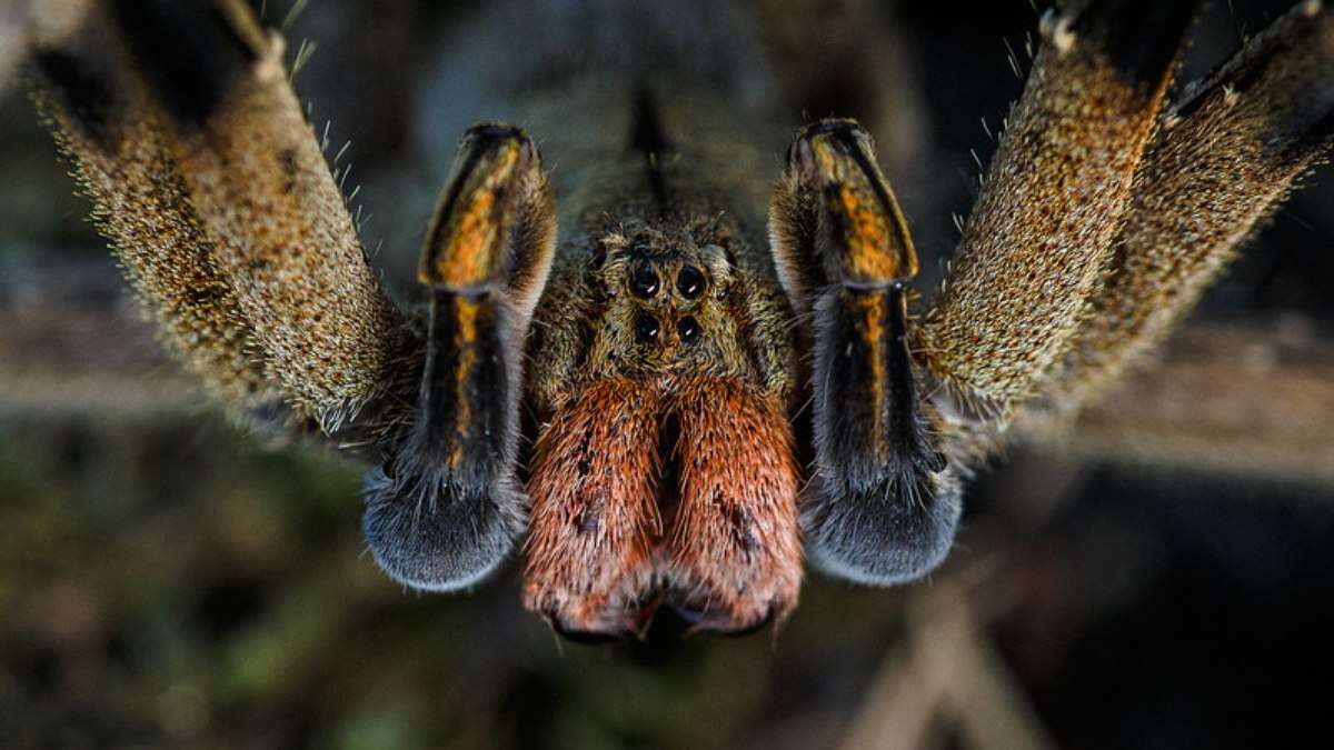 Veneno de aranha pode tratar disfunção erétil e ajudar a rejuvenescer